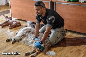 instruktor pokazuje jak udzielać pomocy psom