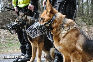 Psy służbowe siedzące u boku policjantów.