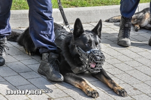 pies przy nodze policjanta
