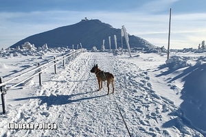 Pies w trakcie drogi na szczyt