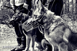 policyjne psy podczas poszukiwań