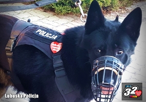 policyjny pies z naklejonym sercem